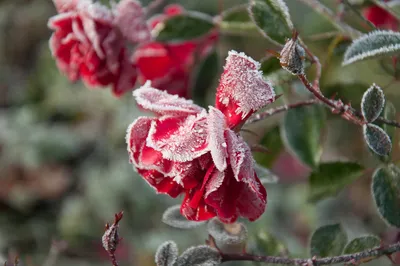 обои, роза в снегу | Розы, Зимние цветы, Цветок