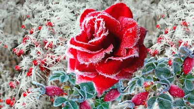 Фотография Роза на снегу №160771 - «Зимняя сказка» (17.01.2024 - 14:45)