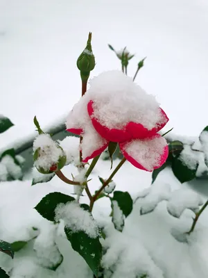 Роза на снегу фотография автора matanechka54 фото номер 173704 фотка на  ФотоПризер