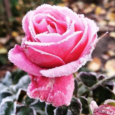 роза в инее розовая роза роза в снегу rose winter rose pink nature flower |  Flowers, Rose, Plants
