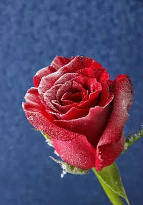 Роза в инее . фото реализм …» — создано в Шедевруме