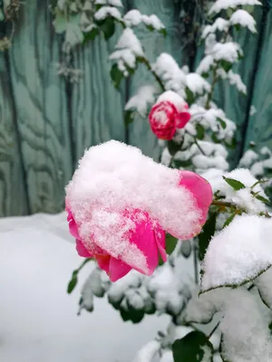 Роза в снегу среди природы, Bokeh фона Стоковое Изображение - изображение  насчитывающей повреждено, свеже: 166561321