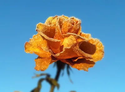 Северная роза цветок (51 фото) - 51 фото