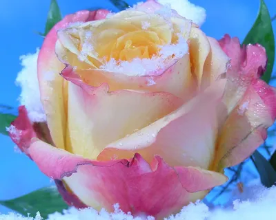 Роза в инее ,утренние заморозки в октябре Stock Photo | Adobe Stock