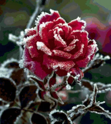 Красная Роза В Снегу Зима - Бесплатное фото на Pixabay - Pixabay