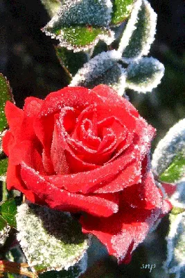 пасьянс белая роза на снегу Фото Фон И картинка для бесплатной загрузки -  Pngtree