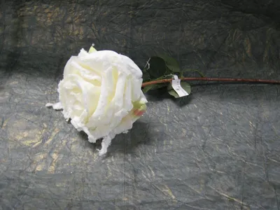 Схема вышивки «роза в снегу» (№218166) - Вышивка крестом