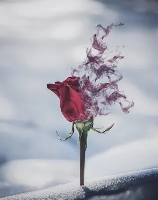 Красная роза в снегу. - анимация на телефон №1226689 | Rosé gif, Winter rose,  Beautiful roses