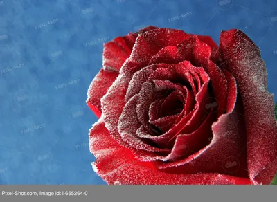 Пазл роза на снегу - разгадать онлайн из раздела \"Цветы\" бесплатно