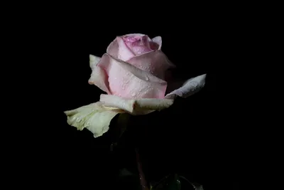 Белая роза в инее: обои, фото, картинки на рабочий стол в высоком разрешении