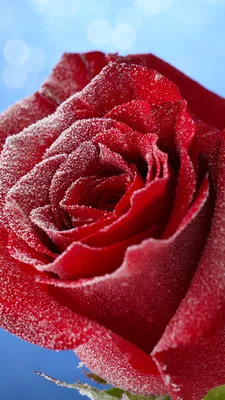 Роза в снегу 67 см