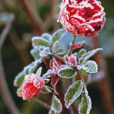 Картинка роза Красный Снег цветок Крупным планом 1080x1920