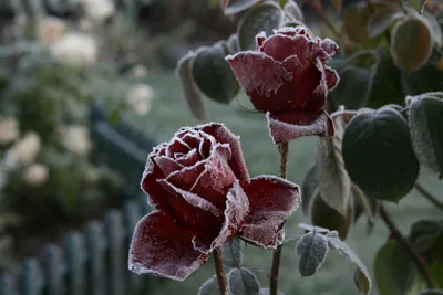 ᐉ Картина модульная Розовая роза в снегу 1 модуль 60x90 см