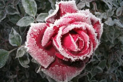 Картинки розы на снегу красивые (68 фото) » Картинки и статусы про  окружающий мир вокруг