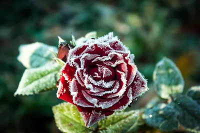 Фиалка розы в снегу (38 фото) - 38 фото