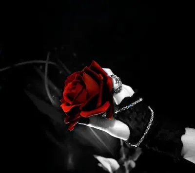 Кровавая Роза Белом Фоне Бургундская Роза Крови стоковое фото ©amber_85  324629160