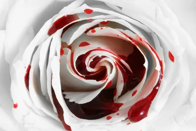 Картинки Кровь Розы Белый Цветы вблизи 1920x1280