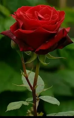Одиночная большая имитация крови белая роза триллер стиль Фотография  реквизит | AliExpress