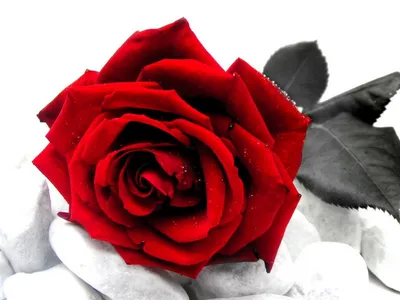 Кровь на лепестках свежих роз / Рэденлейн Алиса