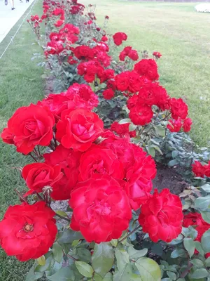 Она очень любила розы но эти розы…» — создано в Шедевруме