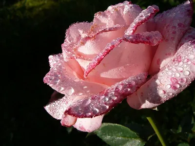 Роза в росе фото фотографии