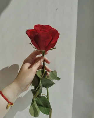 Роза в руке фото