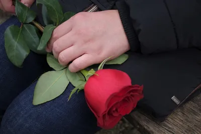 красная роза в руке у девушек на фоне белого снега Стоковое Фото -  изображение насчитывающей подарок, цвет: 240975366