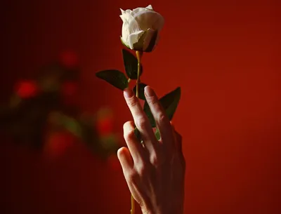 Одна роза в руке - фото и картинки: 59 штук