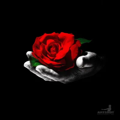 Красная роза в руках женщин связанный вектор Валентайн иллюстрации S 2  сердец дня Стоковое Изображение - изображение насчитывающей счастливо,  романско: 65384485