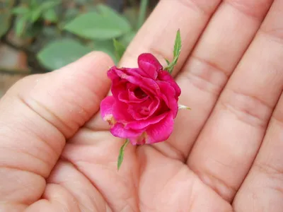 Роза в руке, из руки течет …» — создано в Шедевруме