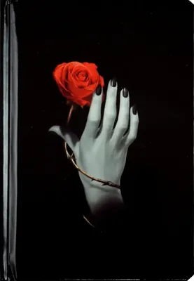 Красная Роза Цветок В Руке, Изолированных Мужчин На Белом Фоне Фотография,  картинки, изображения и сток-фотография без роялти. Image 14395933