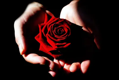 Красная Роза В Руке Мане. Сосредоточиться На Роуз Фотография, картинки,  изображения и сток-фотография без роялти. Image 12200033