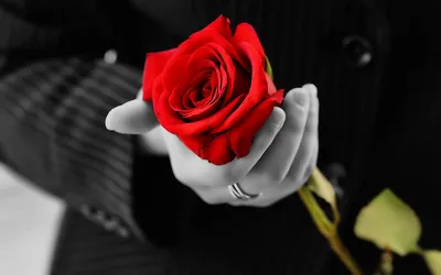 Роза в руке ,женской,на фоне …» — создано в Шедевруме