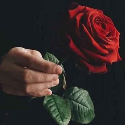 Роза, руки и красота