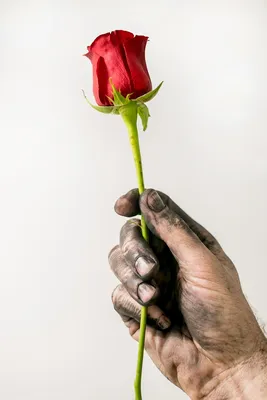Красная роза в руке бизнесмена изолированной на белизне Стоковое  Изображение - изображение насчитывающей природа, опознавание: 86245099