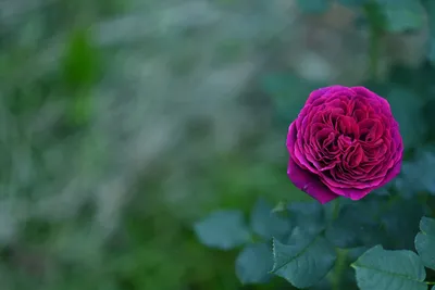 Роза в руке стоковое фото. изображение насчитывающей цветок - 191494562