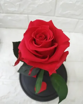 Роза в стекле светодиодный ная сказочная гирлянда/искусственный  цветок/флоферы долговечны в стеклянном куполе, деревянная основа в подарок  | AliExpress