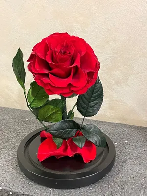 Роза в колбе с подсветкой (красная) – купить по низкой цене (1490 руб) у  производителя в Москве | Интернет-магазин «3Д-Светильники»
