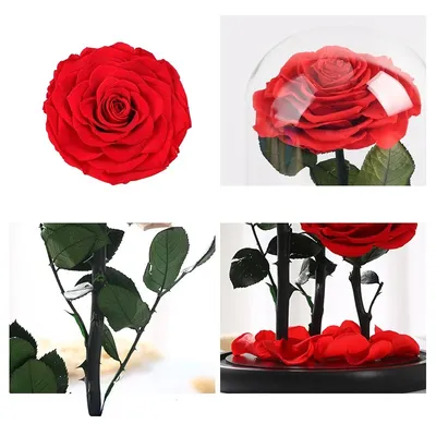 Красивая свежая роза в стекле на цветном фоне обоев :: Стоковая фотография  :: Pixel-Shot Studio