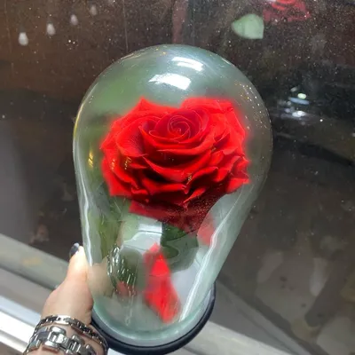 Розовая спящая роза под стеклом | Stabilizuotos rožės | FlowersTime.lt