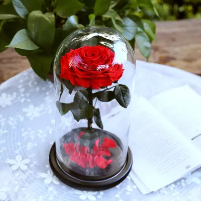 Роза в колбе Красная Кинг в Новосибирске купить