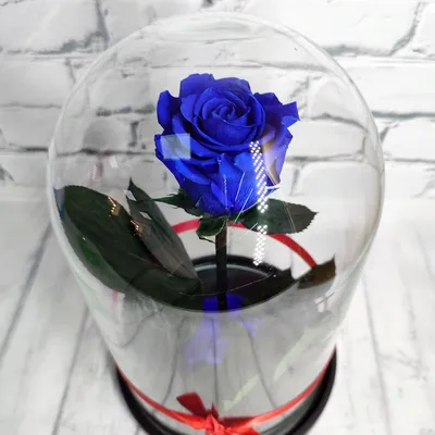Розы в вакууме. Купить розы в вакууме от Forever-rose | Forever-Rose.ru