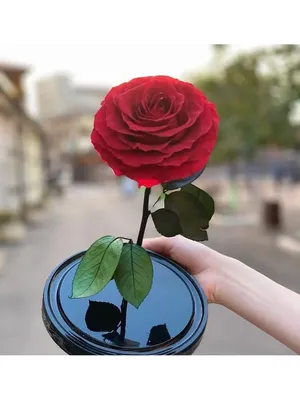 Розы в вакууме. Купить розы в вакууме от Forever-rose | Forever-Rose.ru