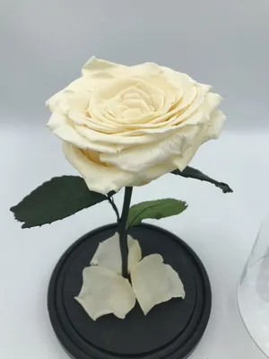 Цветы в стекле в вакууме 'Ванесса красная', розы: купить в  интернет-магазине сувениров в Москве