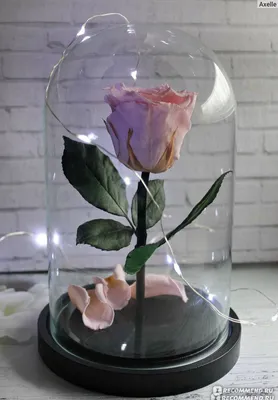 Купить розу в стеклянной колбе в Саратове по низкой цене
