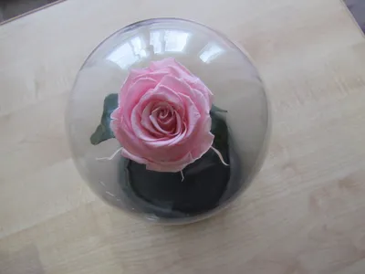 Стабилизированные цветы в стекле The Rose Dome Роза, 8 см, 700 гр купить по  выгодной цене в интернет-магазине OZON (205793016)