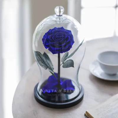 Стабилизированные цветы в стекле The Rose Dome Роза, 7 см, 700 гр купить по  выгодной цене в интернет-магазине OZON (205792813)