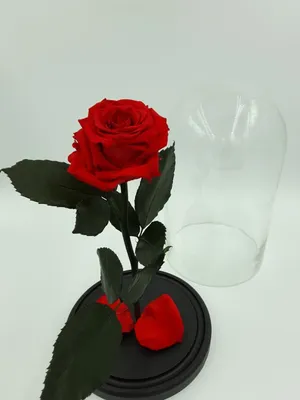 Цветы в стекле в вакууме 'Изольда красная', розы: купить в  интернет-магазине сувениров в Москве