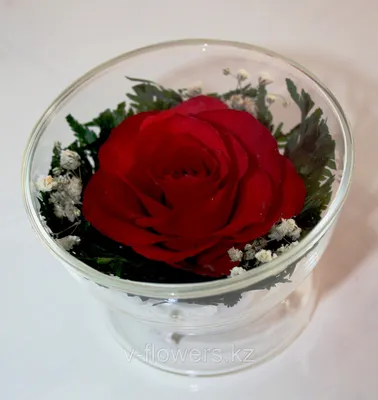 NFP, Красные розы в бокале – Интернет-магазин цветов в стекле \"Фионита\"