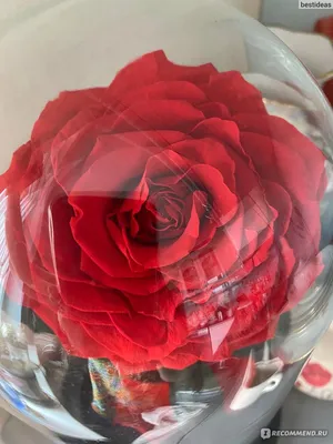 Стабилизированные цветы Вечная Роза Роза, 32 см, 500 гр, 1 шт купить по  выгодной цене в интернет-магазине OZON (570160214)